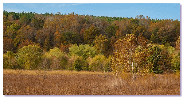 Autumn JRSP